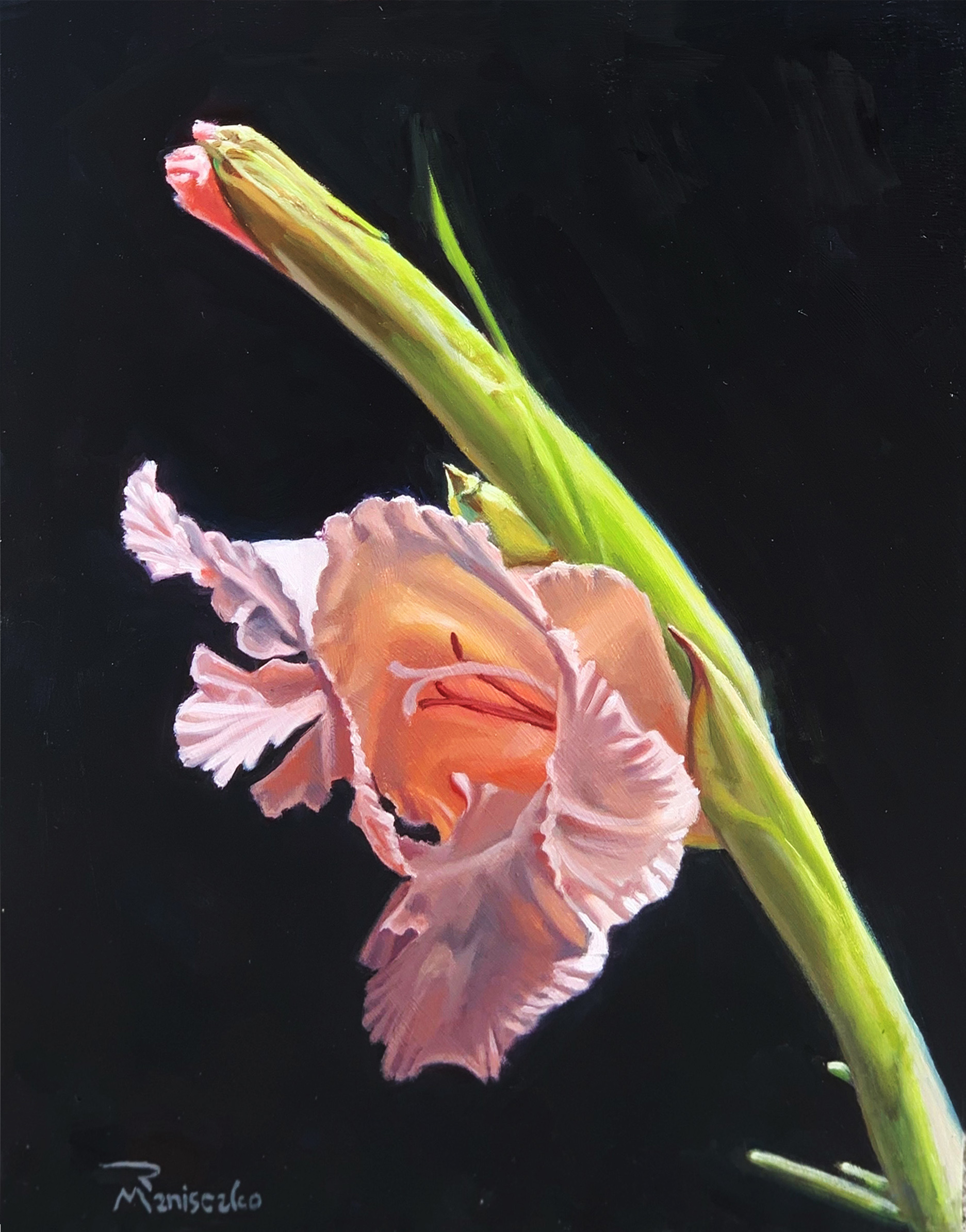 Iris